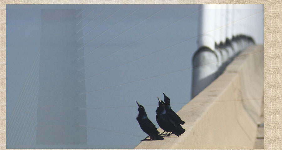 Sidney Lanier Bridge photos by Sandy Jones