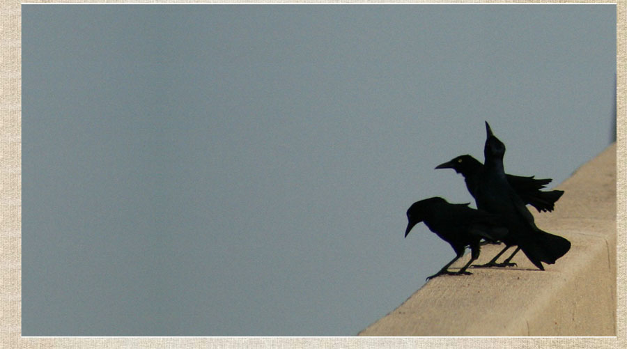 Sidney Lanier Bridge photos by Sandy Jones