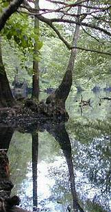 BIG HAMMOCK REFLECTIONS  www.sandyjones.com 2001