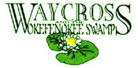 Waycross Georgia Okefenokee Swamp